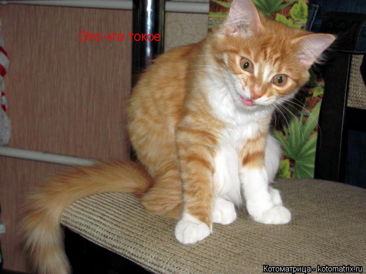 Это что токое... Котоматрица: Это что токое