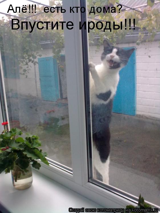 Алё!!! есть кто дома? Впустите ироды!!!... Котоматрица: Алё!!! есть кто дома? Впустите ироды!!!