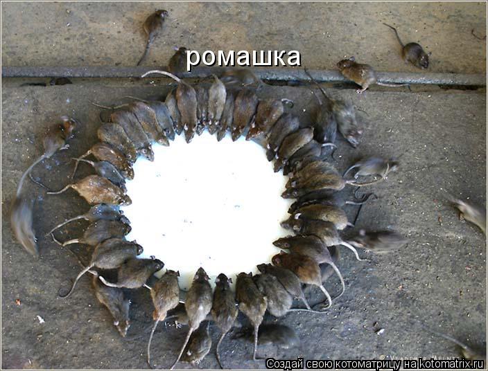 ромашка... Котоматрица: ромашка