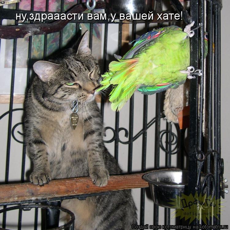 ну,здрааасти вам,у вашей хате!... Котоматрица: ну,здрааасти вам,у вашей хате!