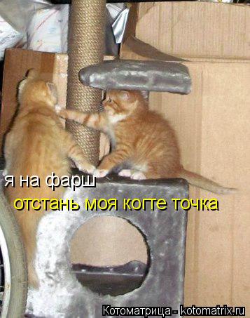 я на фарш отстань моя когте точка... Котоматрица: я на фарш отстань моя когте точка