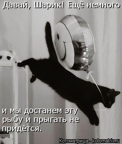 Давай, Шарик! Ещё немного и мы достанем эту рыбу и прыгать не придётся.... Котоматрица: Давай, Шарик! Ещё немного и мы достанем эту рыбу и прыгать не придётся.
