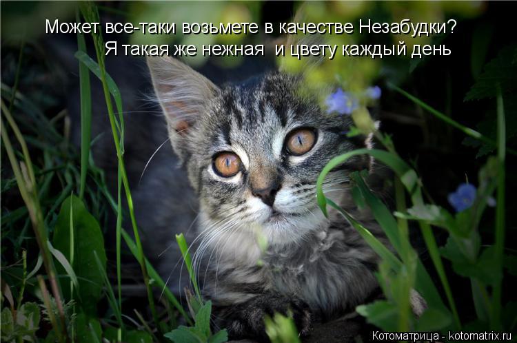 Может все-таки возьмете в качестве Незабудки? Я такая же нежная и цвету каждый день... Котоматрица: Может все-таки возьмете в качестве Незабудки? Я такая же нежная и цвету каждый день