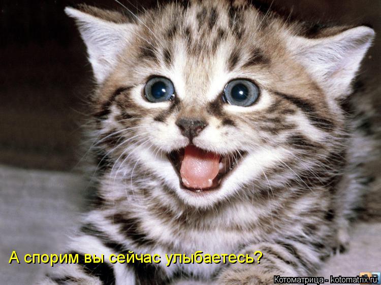 А спорим вы сейчас улыбаетесь?... Котоматрица: А спорим вы сейчас улыбаетесь?