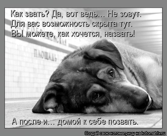 А после и… домой к себе позвать. Как звать? Да, вот ведь… Не зовут. Для вас возможность скрыта тут. В... Котоматрица: А после и… домой к себе позвать. Как звать? Да, вот ведь… Не зовут. Для вас возможность скрыта тут. ВЫ можете, как хочется, назвать!