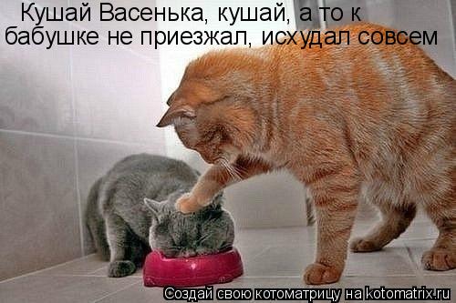 Кушай Васенька, кушай, а то к бабушке не приезжал, исхудал совсем... Котоматрица: Кушай Васенька, кушай, а то к бабушке не приезжал, исхудал совсем