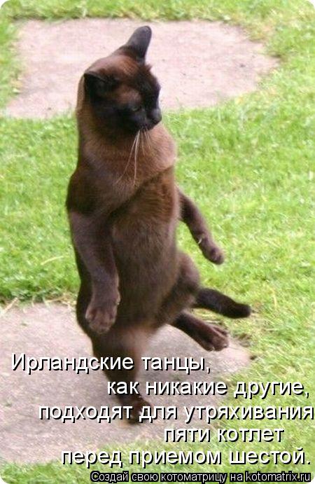Ирландские танцы, как никакие другие, подходят для утряхивания пяти котлет перед приемом шестой.... Котоматрица: Ирландские танцы, как никакие другие, подходят для утряхивания пяти котлет перед приемом шестой.