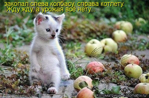 закопал слева колбасу, справа котлету. Жду жду, а урожая всё нету...... Котоматрица: закопал слева колбасу, справа котлету. Жду жду, а урожая всё нету...