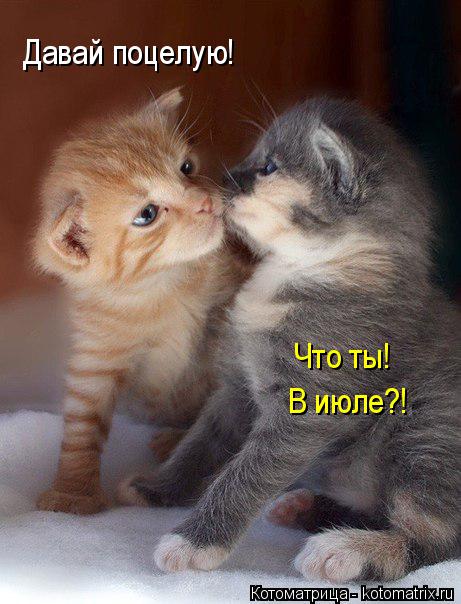 Давай поцелую! Что ты! В июле?!... Котоматрица: Давай поцелую! Что ты! В июле?!