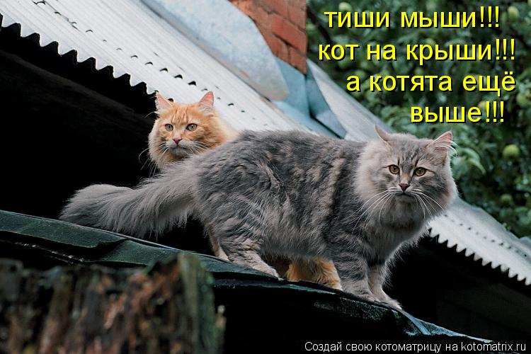 тиши мыши!!! кот на крыши!!! а котята ещё выше!!!... Котоматрица: тиши мыши!!! кот на крыши!!! а котята ещё выше!!!