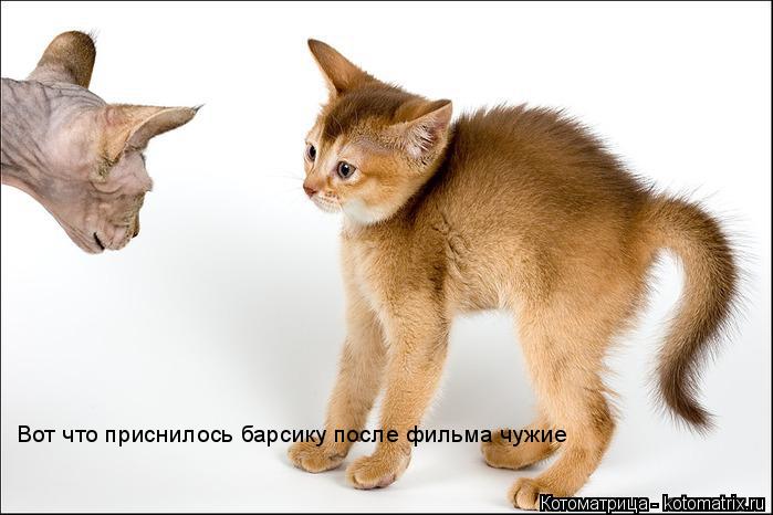 Вот что приснилось барсику после фильма чужие... Котоматрица: Вот что приснилось барсику после фильма чужие