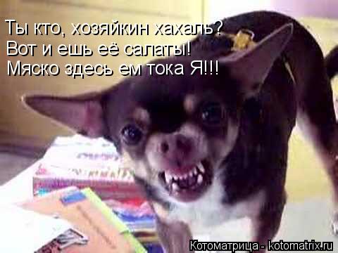 Ты кто, хозяйкин хахаль? Вот и ешь её салаты! Мяско здесь ем тока Я!!!... Котоматрица: Ты кто, хозяйкин хахаль? Вот и ешь её салаты! Мяско здесь ем тока Я!!!