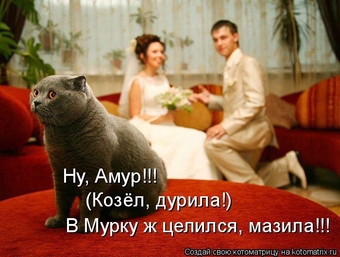 Ну, Амур!!! (Козёл, дурила!) В Мурку ж целился, мазила!!!... Котоматрица: Ну, Амур!!! (Козёл, дурила!) В Мурку ж целился, мазила!!!