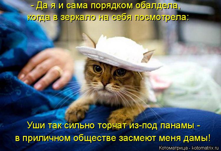 - Да я и сама порядком обалдела, когда в зеркало на себя посмотрела: Уши так сильно торчат из-под пан... Котоматрица: - Да я и сама порядком обалдела, когда в зеркало на себя посмотрела: Уши так сильно торчат из-под панамы - в приличном обществе засмеют меня д