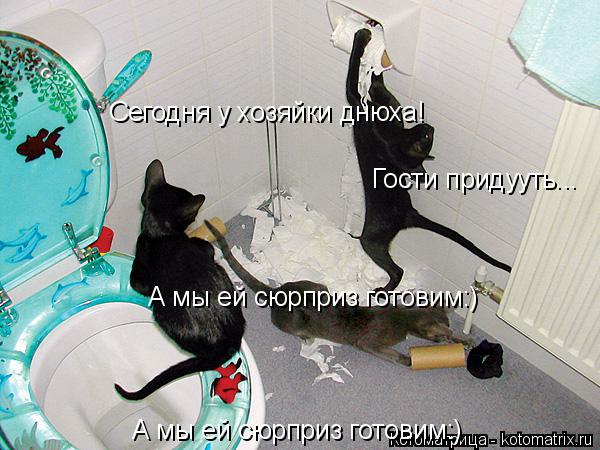 Сегодня у хозяйки днюха! Гости придууть... А мы ей сюрприз готовим:) А мы ей сюрприз готовим:)... Котоматрица: Сегодня у хозяйки днюха! Гости придууть... А мы ей сюрприз готовим:) А мы ей сюрприз готовим:)