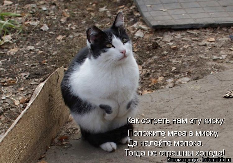 Положите мяса в миску, Да налейте молока. Как согреть нам эту киску: Тогда не страшны холода!... Котоматрица: Положите мяса в миску, Да налейте молока. Как согреть нам эту киску: Тогда не страшны холода!
