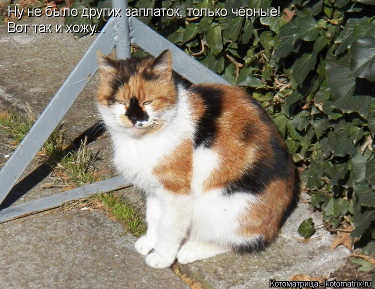Ну не было других заплаток, только чёрные! Вот так и хожу...... Котоматрица: Ну не было других заплаток, только чёрные! Вот так и хожу...