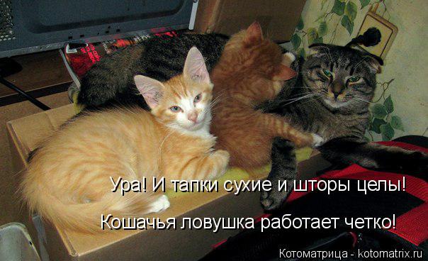 Ура! И тапки сухие и шторы целы! Кошачья ловушка работает четко!... Котоматрица: Ура! И тапки сухие и шторы целы! Кошачья ловушка работает четко!
