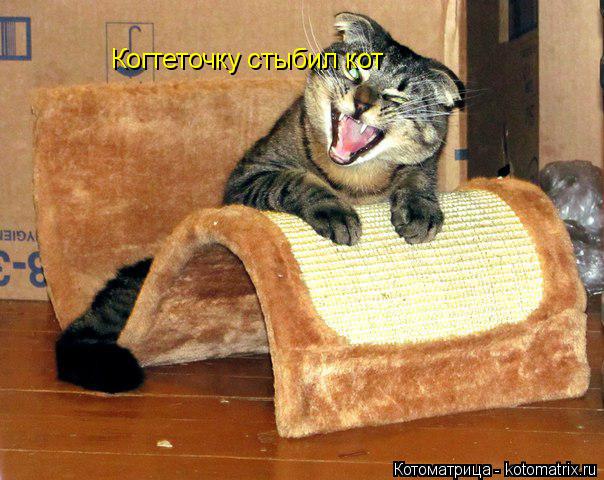 Когтеточку стыбил кот... Котоматрица: Когтеточку стыбил кот