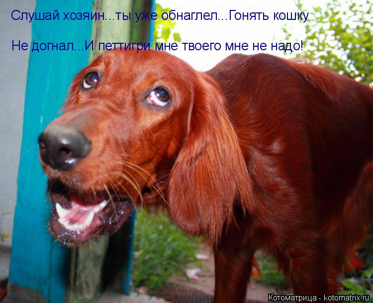Слушай хозяин...ты уже обнаглел...Гонять кошку Не догнал...И петтигри мне твоего мне не надо!... Котоматрица: Слушай хозяин...ты уже обнаглел...Гонять кошку Не догнал...И петтигри мне твоего мне не надо!