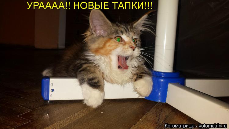 УРАААА!! НОВЫЕ ТАПКИ!!!... Котоматрица: УРАААА!! НОВЫЕ ТАПКИ!!!