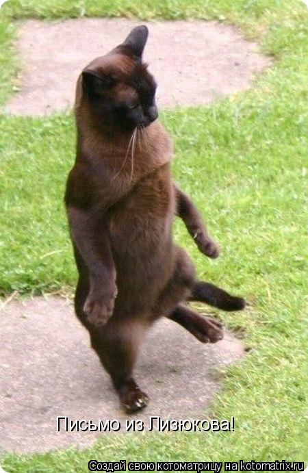 Письмо из Лизюкова!... Котоматрица: Письмо из Лизюкова!