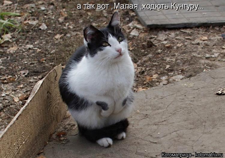 а так вот ,Малая ,ходють Кунгуру...... Котоматрица: а так вот ,Малая ,ходють Кунгуру...