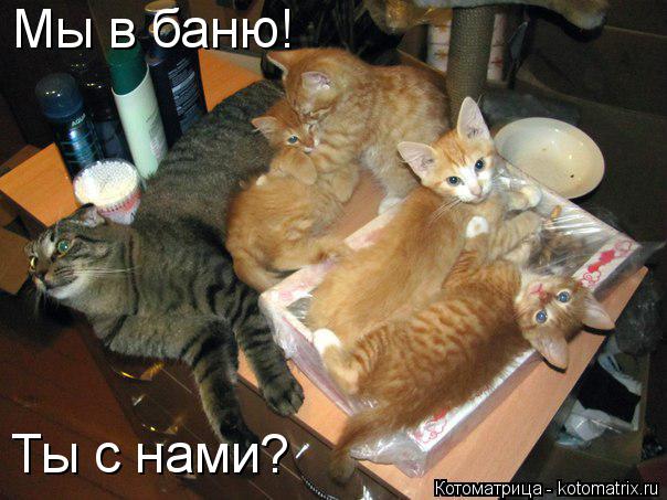 Мы в баню! Ты с нами?... Котоматрица: Мы в баню! Ты с нами?