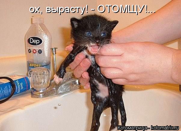 ох, вырасту! - ОТОМЩУ!...... Котоматрица: ох, вырасту! - ОТОМЩУ!...