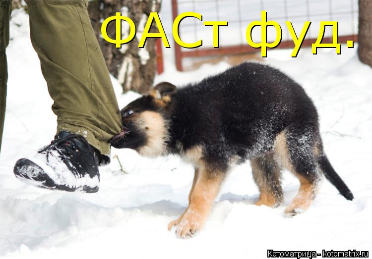 ФАСт фуд.... Котоматрица: ФАСт фуд.
