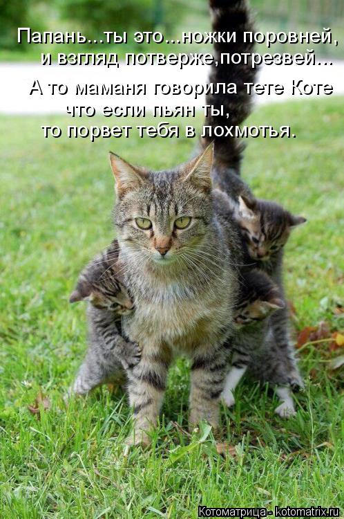 Папань...ты это...ножки поровней, и взгляд потверже,потрезвей... А то маманя говорила тете Коте что е... Котоматрица: Папань...ты это...ножки поровней, и взгляд потверже,потрезвей... А то маманя говорила тете Коте что если пьян ты, то порвет тебя в лохмотья.