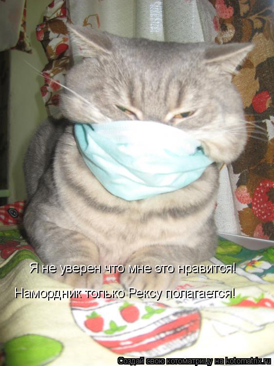 Я не уверен что мне это нравится! Намордник только Рексу полагается!... Котоматрица: Я не уверен что мне это нравится! Намордник только Рексу полагается!