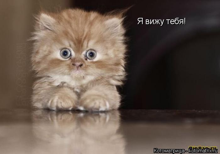 Я вижу тебя!... Котоматрица: Я вижу тебя!