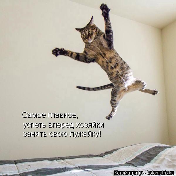 Самое главное, успеть вперед хозяйки занять свою лужайку!... Котоматрица: Самое главное, успеть вперед хозяйки занять свою лужайку!