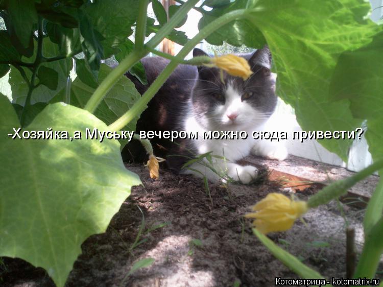 -Хозяйка,а Муську вечером можно сюда привести?... Котоматрица: -Хозяйка,а Муську вечером можно сюда привести?