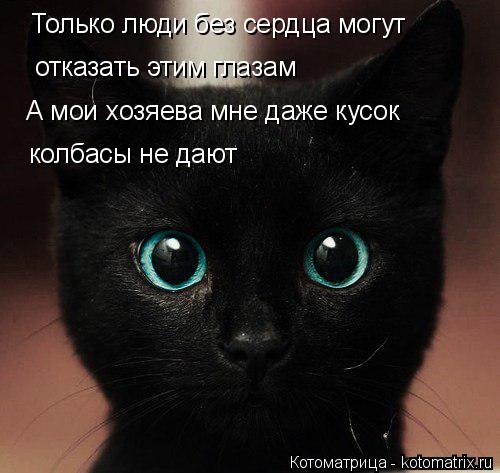 Только люди без сердца могут отказать этим глазам А мои хозяева мне даже кусок колбасы не дают... Котоматрица: Только люди без сердца могут отказать этим глазам А мои хозяева мне даже кусок колбасы не дают