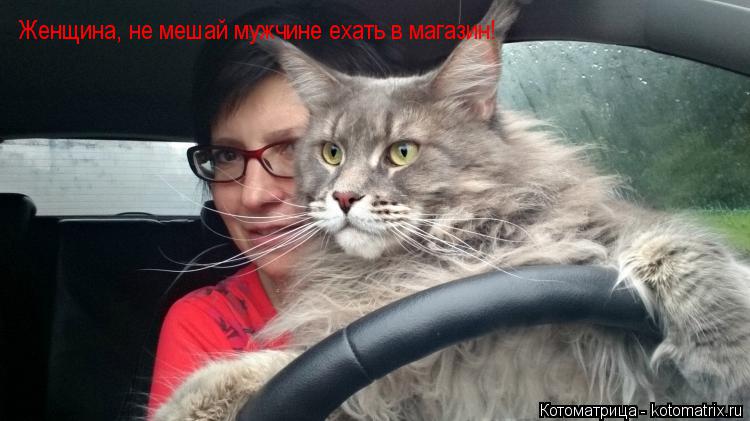 Женщина, не мешай мужчине ехать в магазин!... Котоматрица: Женщина, не мешай мужчине ехать в магазин!