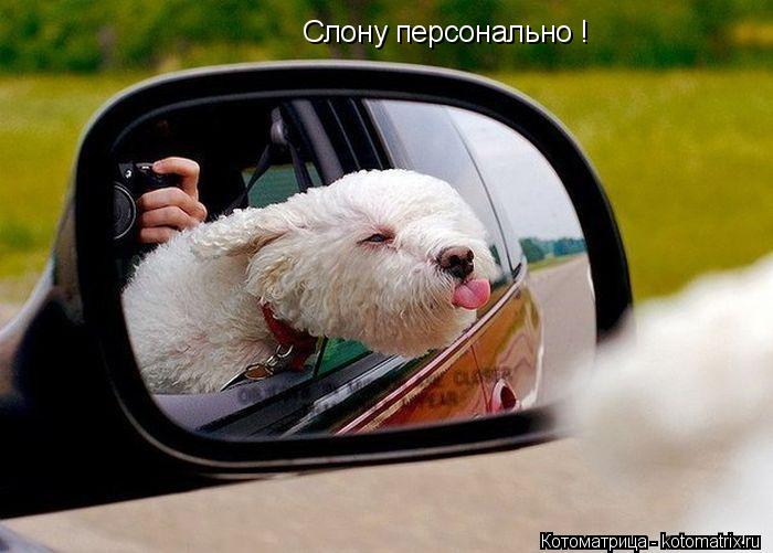 Слону персонально !... Котоматрица: Слону персонально !