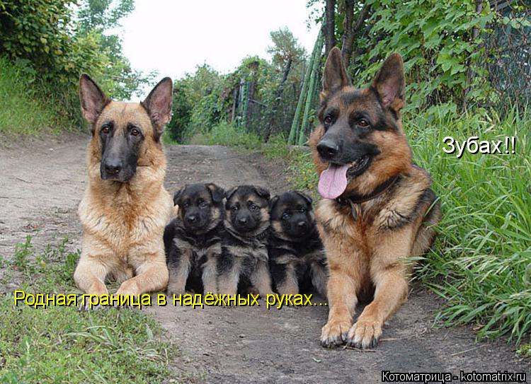 Родная граница в надёжных руках... Зубах!!... Котоматрица: Родная граница в надёжных руках... Зубах!!