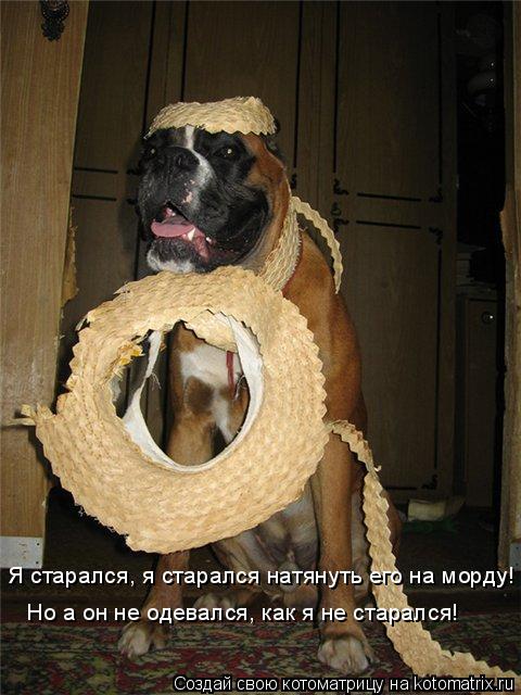 Я старался, я старался натянуть его на морду! Но а он не одевался, как я не старался!... Котоматрица: Я старался, я старался натянуть его на морду! Но а он не одевался, как я не старался!