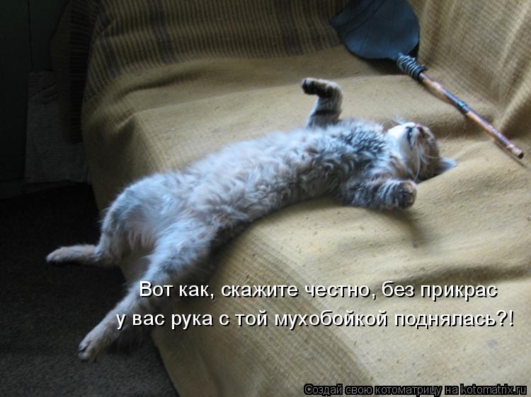 Вот как, скажите честно, без прикрас у вас рука с той мухобойкой поднялась?!... Котоматрица: Вот как, скажите честно, без прикрас у вас рука с той мухобойкой поднялась?!