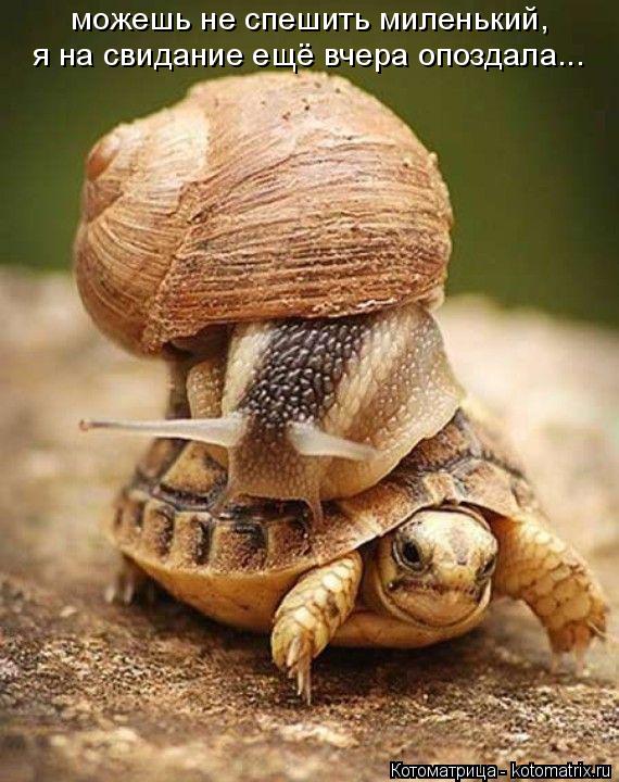 можешь не спешить миленький, я на свидание ещё вчера опоздала...... Котоматрица: можешь не спешить миленький, я на свидание ещё вчера опоздала...
