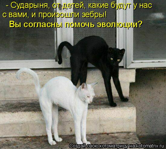 - Сударыня, от детей, какие будут у нас с вами, и произошли зебры! Вы согласны помочь эволюции?... Котоматрица: - Сударыня, от детей, какие будут у нас с вами, и произошли зебры! Вы согласны помочь эволюции?