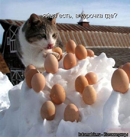 яйца есть, а курочка где?... Котоматрица: яйца есть, а курочка где?