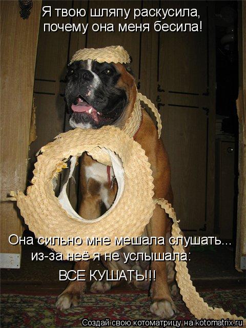 Я твою шляпу раскусила, почему она меня бесила! Она сильно мне мешала слушать... из-за неё я не услы... Котоматрица: Я твою шляпу раскусила, почему она меня бесила! Она сильно мне мешала слушать... из-за неё я не услышала: ВСЕ КУШАТЬ!!!