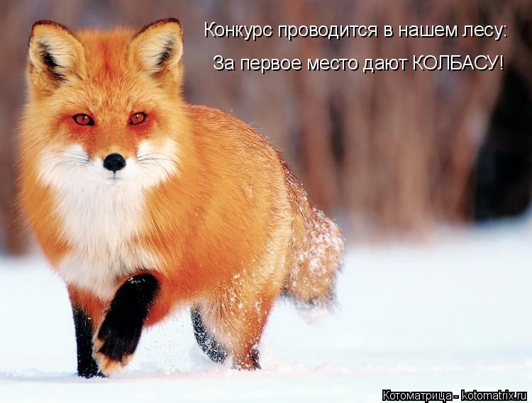 Конкурс проводится в нашем лесу: За первое место дают КОЛБАСУ!... Котоматрица: Конкурс проводится в нашем лесу: За первое место дают КОЛБАСУ!