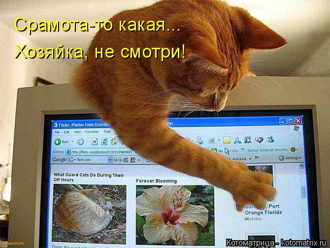Хозяйка, не смотри! Срамота-то какая...... Котоматрица: Хозяйка, не смотри! Срамота-то какая...