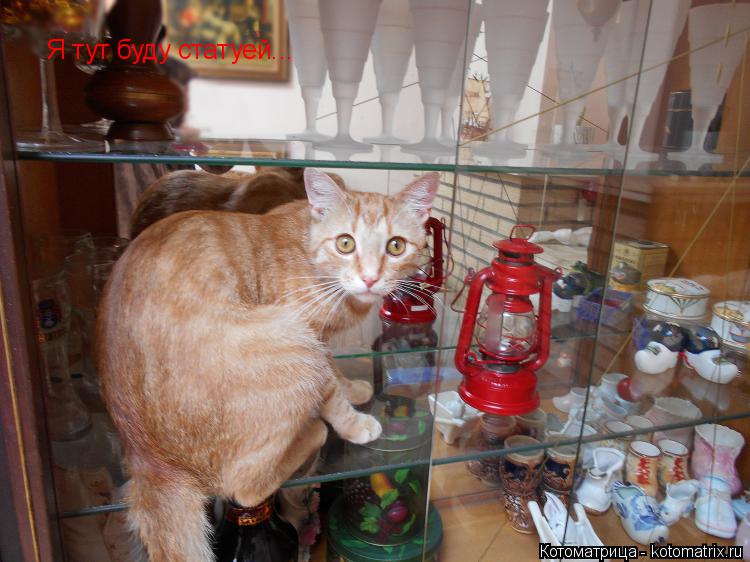 Я тут буду статуей...... Котоматрица: Я тут буду статуей...