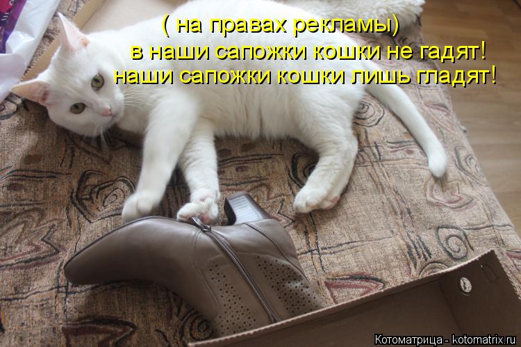 в наши сапожки кошки не гадят! наши сапожки кошки лишь гладят! ( на правах рекламы)... Котоматрица: в наши сапожки кошки не гадят! наши сапожки кошки лишь гладят! ( на правах рекламы)