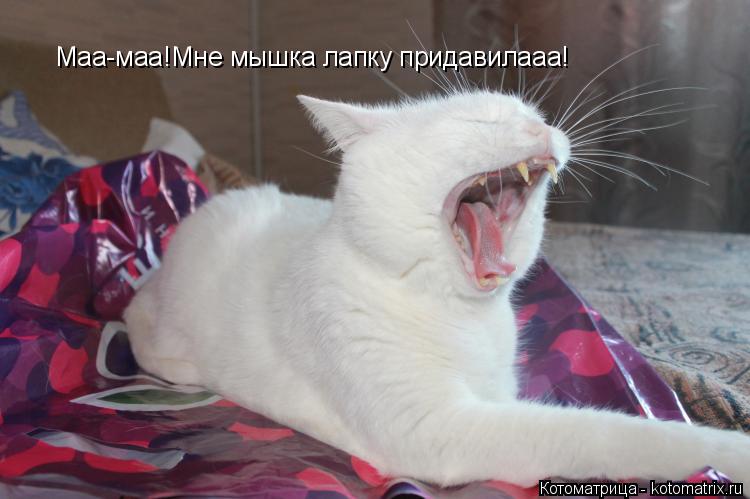 Маа-маа!Мне мышка лапку придавилааа!... Котоматрица: Маа-маа!Мне мышка лапку придавилааа!